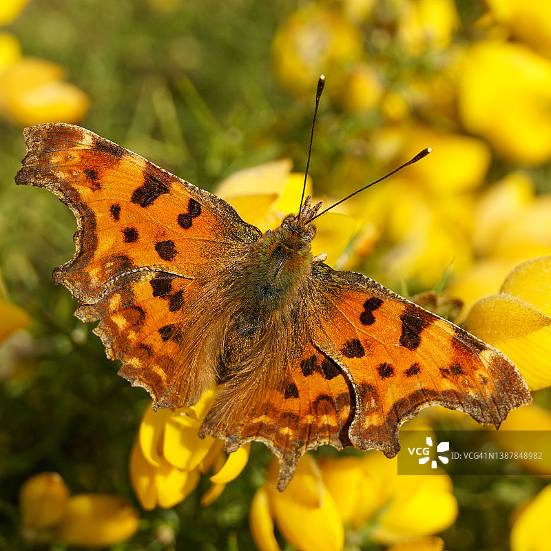 黄色花朵上的逗号蛱蝶图片素材