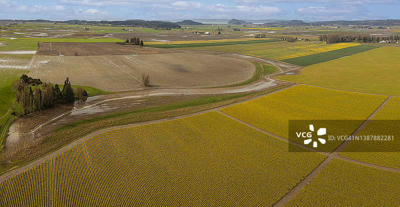 华盛顿州斯卡吉特山谷美丽的水仙花田航拍视角图片素材