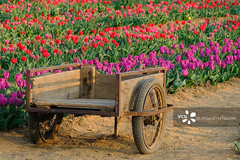 花郁金香田中木制手推车图片素材
