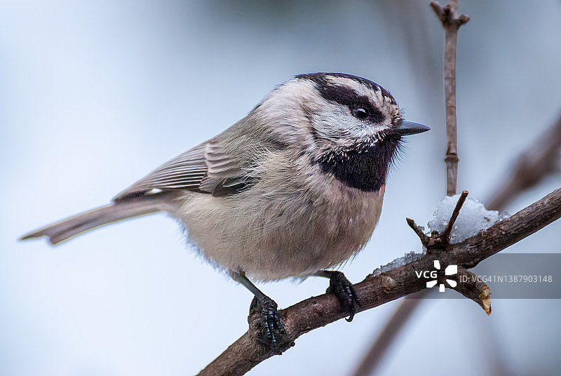 高山山雀图片素材