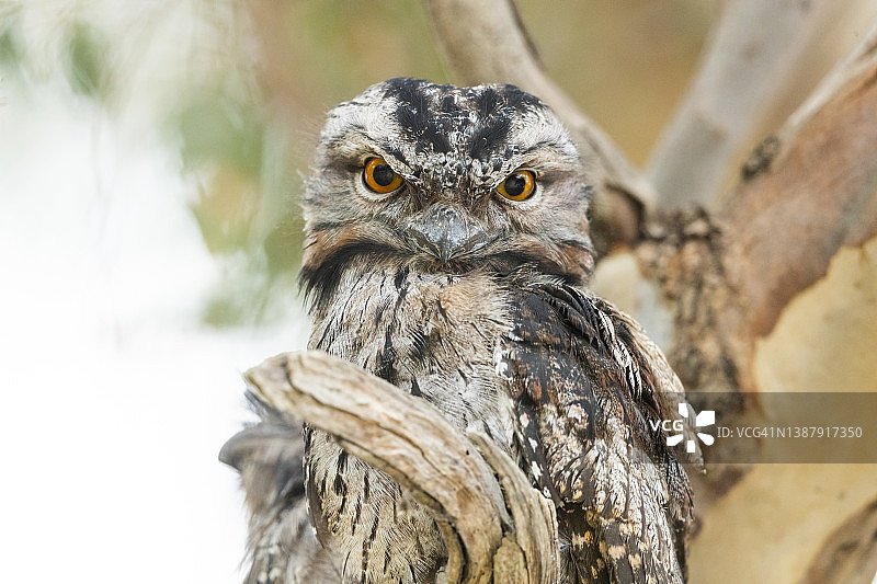 茶色蟆口的凝视图片素材