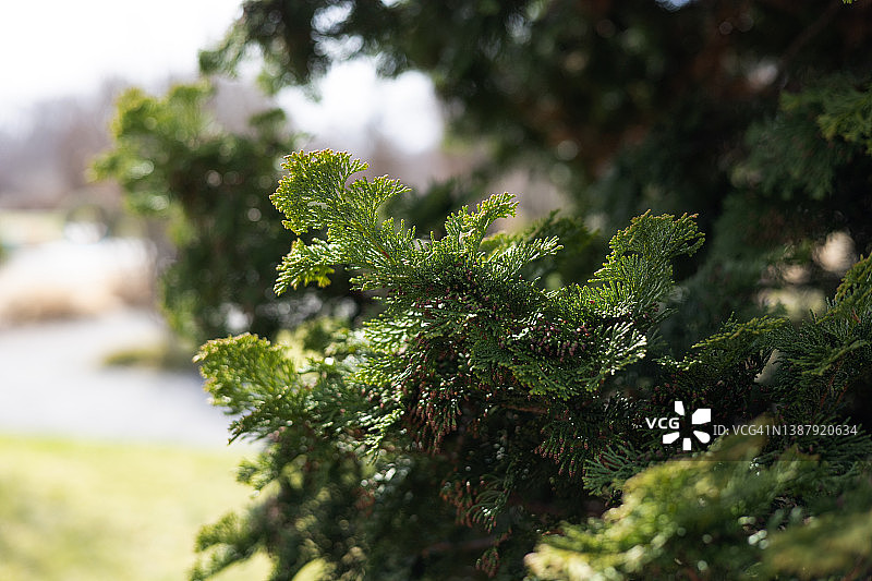 花园中美丽的日本扁柏常绿树枝图片素材