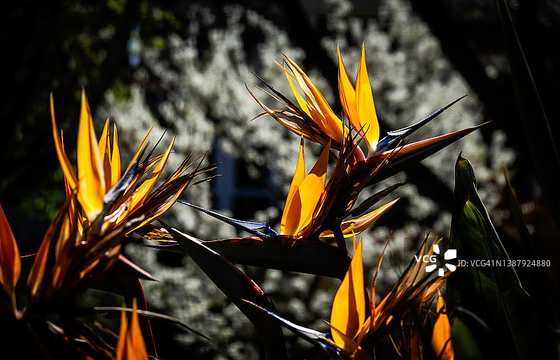 公园里盛开的极乐鸟花图片素材