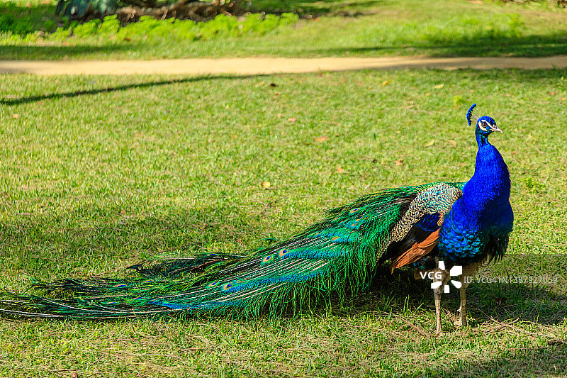 公园里的雄孔雀图片素材