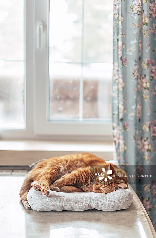 姜黄猫在木窗边桌子的灰色枕头上睡觉，动物主题温馨场景图片素材