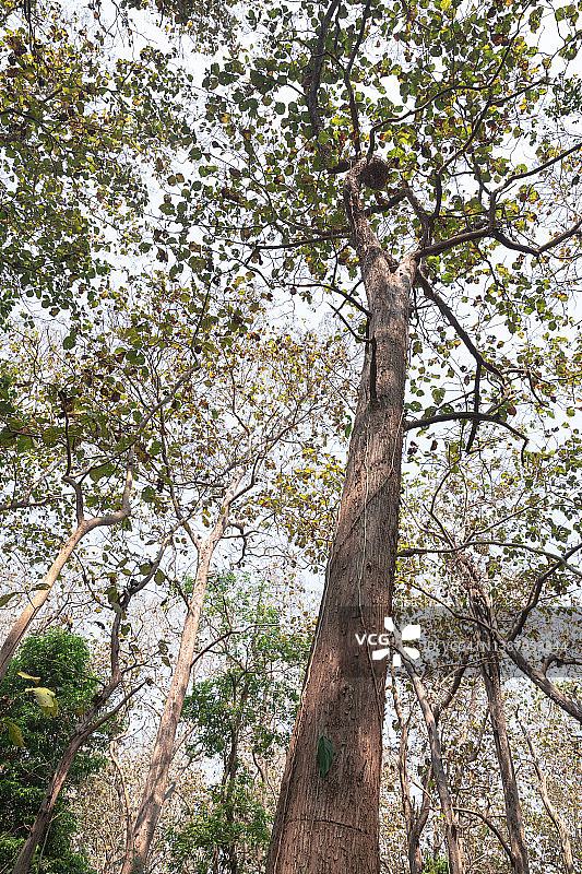 夏季的老柚木树图片素材