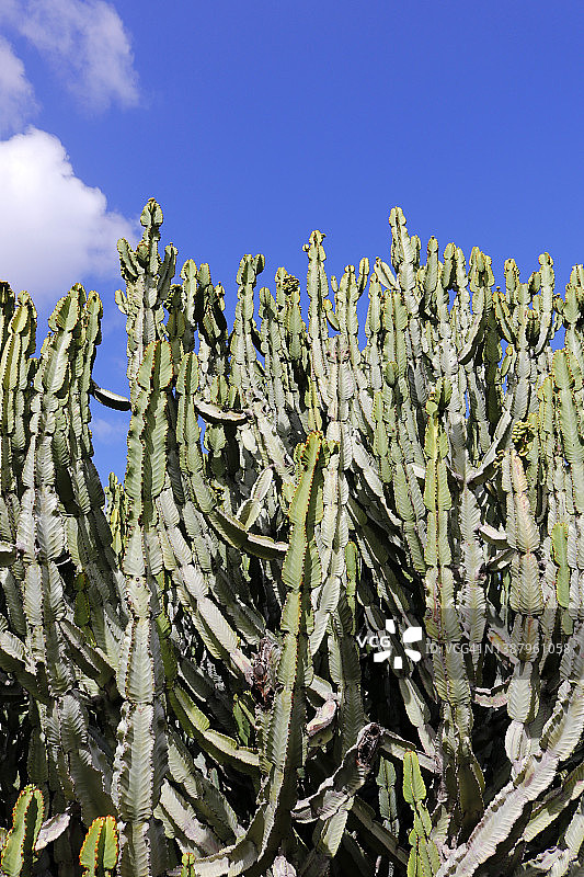 烛台大戟图片素材