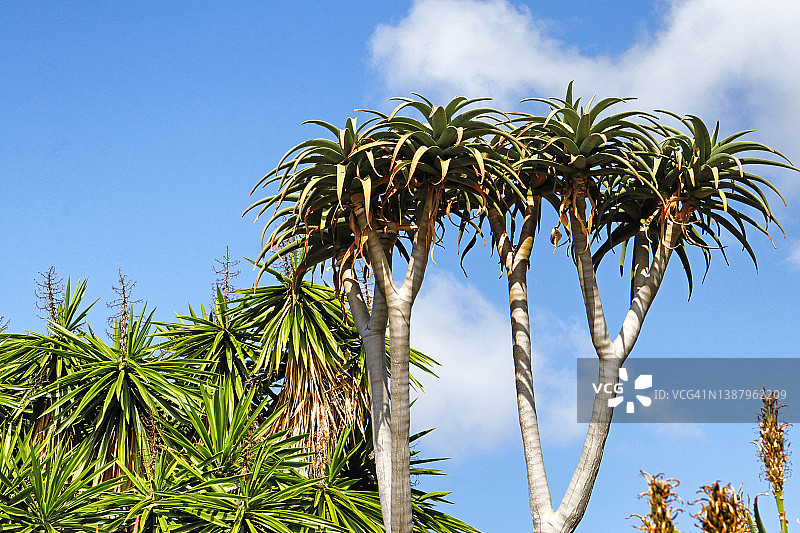 帝锦芦荟图片素材