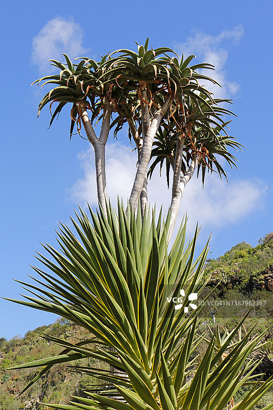 帝锦芦荟图片素材
