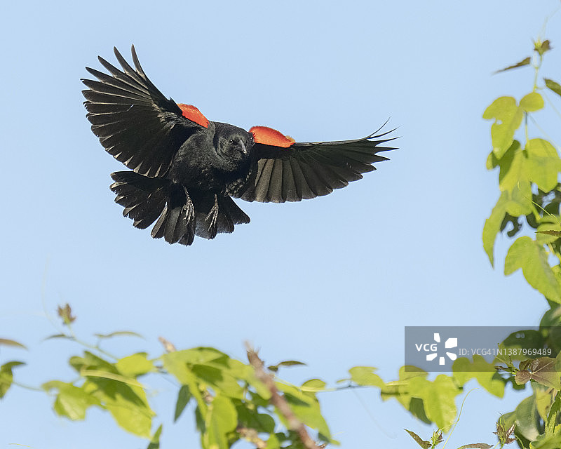 张开翅膀的红翅黑鹂图片素材