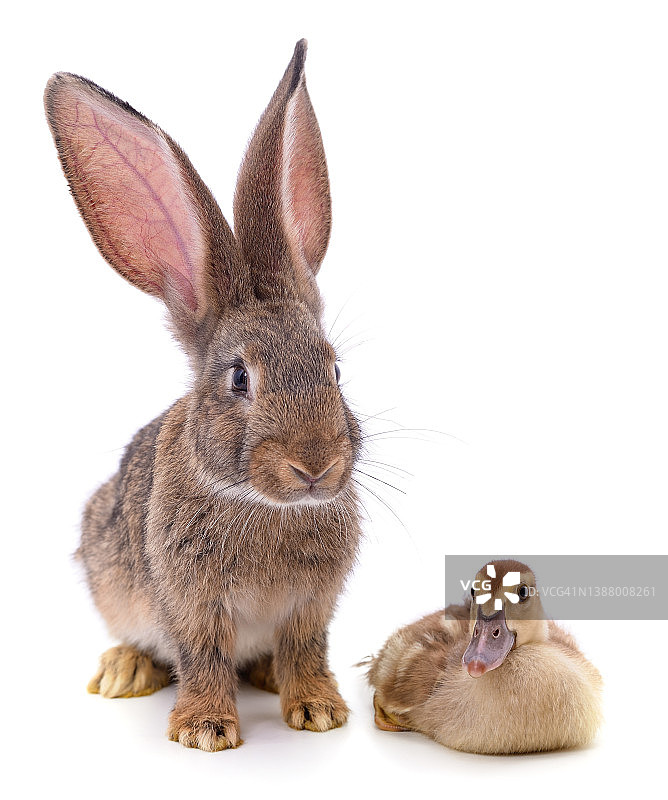 兔子和小鸭图片素材