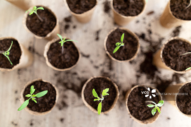 番茄幼苗图片素材