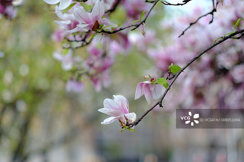 盛开的牡丹枝，春天的象征图片素材