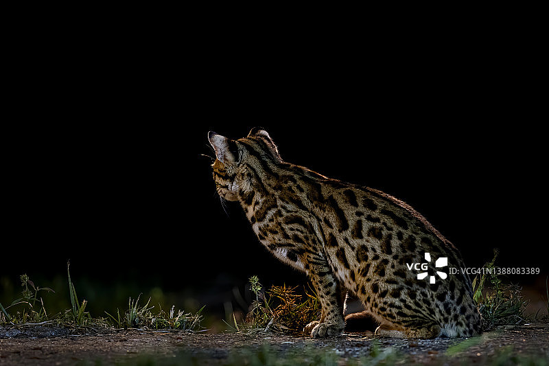 豹猫（Prionailurus bengalensis）：夜间自然环境中的猎手图片素材