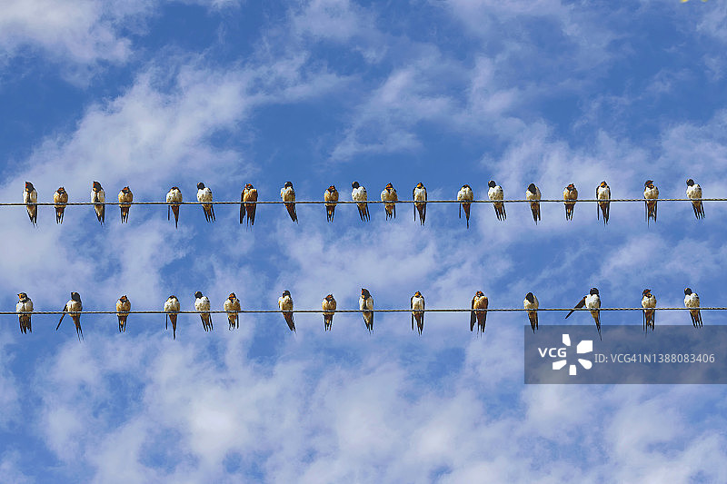 栖息在两条电线上的燕子图片素材