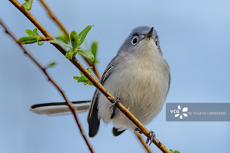 栖息在树枝上的雄性蓝灰蚋莺图片素材