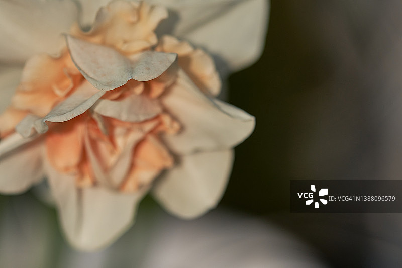 那喀索斯图片素材