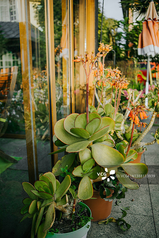 后院盆栽多肉植物图片素材