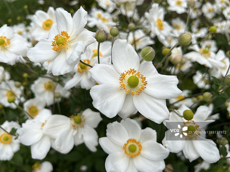 白色日本秋牡丹图片素材