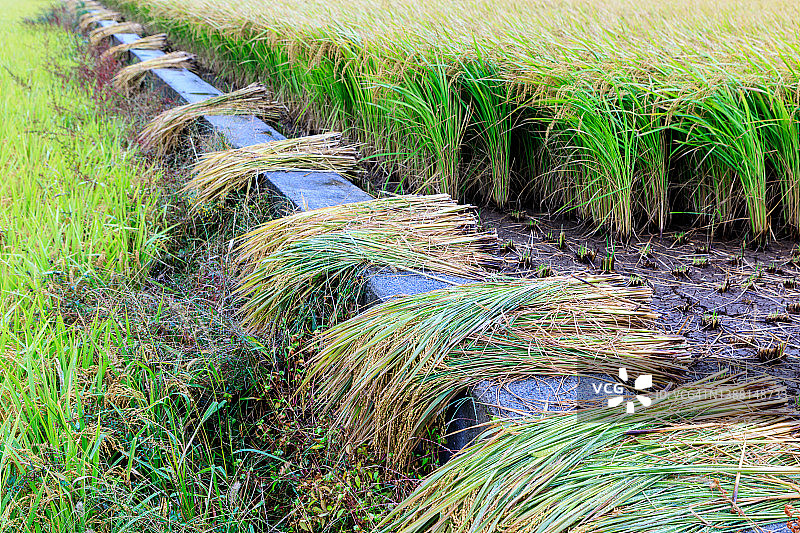水稻丰收图片素材