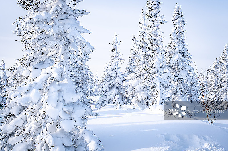 俄罗斯Sheregesh滑雪胜地的冬季景观，位于西伯利亚的绍里亚山。雪山背景下的杉树图片素材