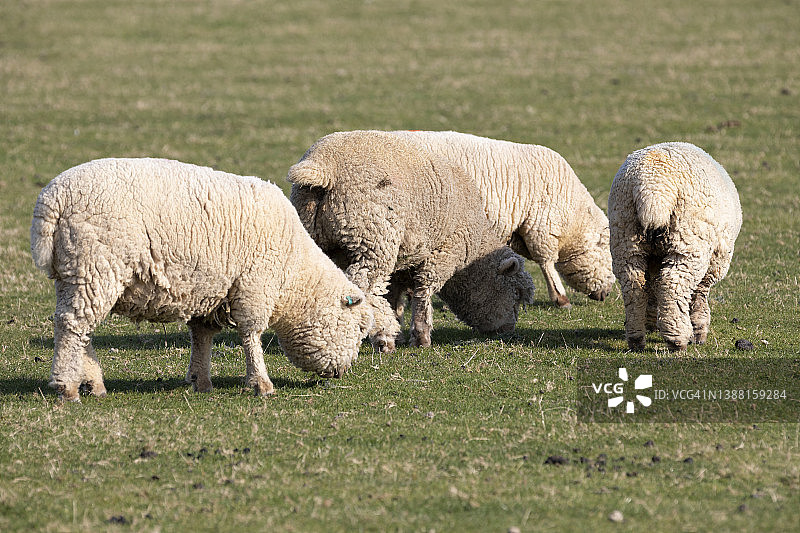 英国东萨塞克斯的羊图片素材