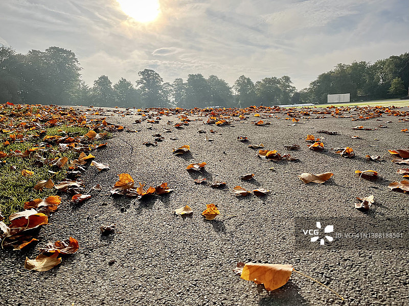 阳光明媚下的秋叶图片素材