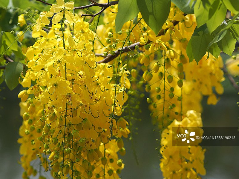 花园中美丽的腊肠树，黄金雨盛开图片素材
