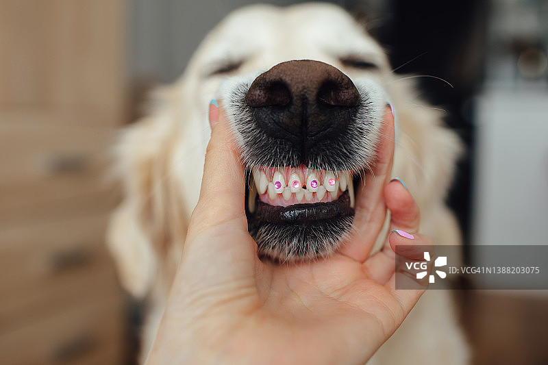 微笑露出牙齿的金色寻回犬图片素材