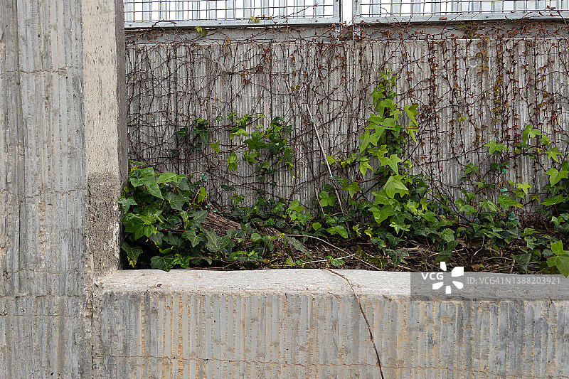 覆盖常春藤的混凝土墙图片素材