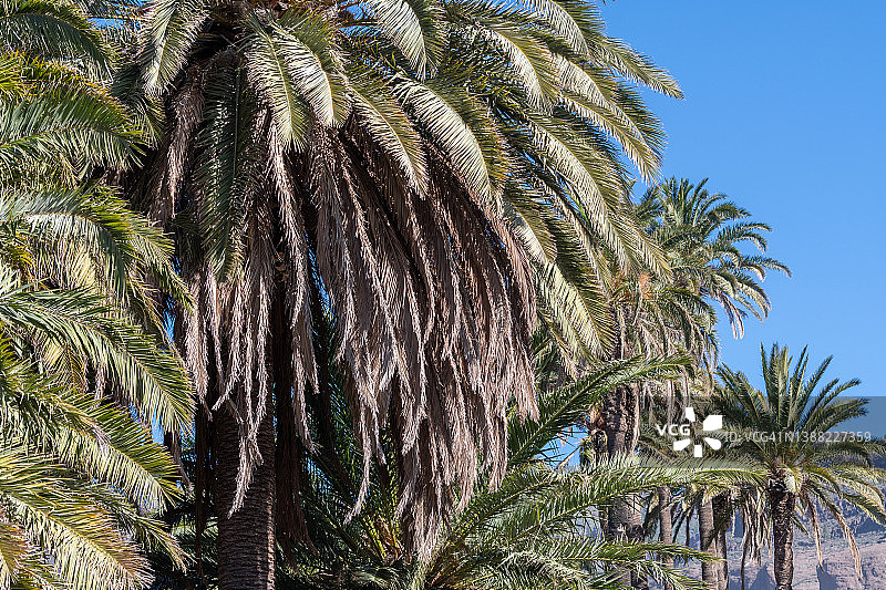 蓝天下的一组棕榈树图片素材