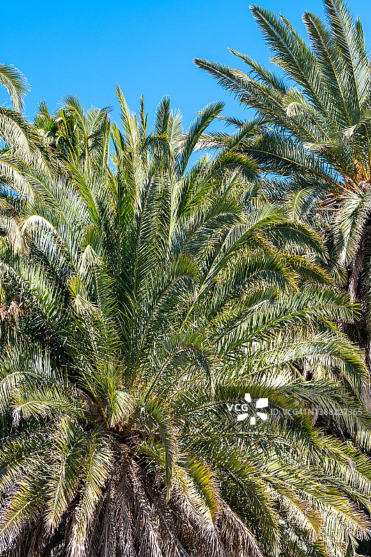 蓝天下的一组棕榈树图片素材