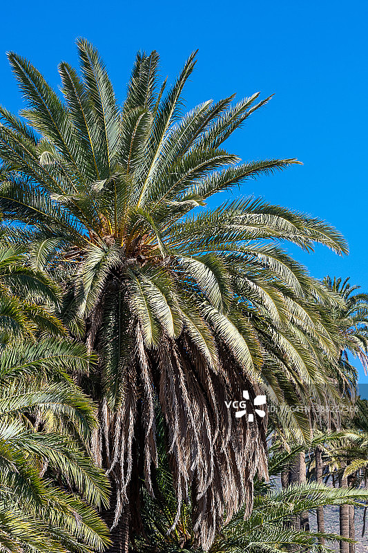 蓝天下的一组棕榈树图片素材