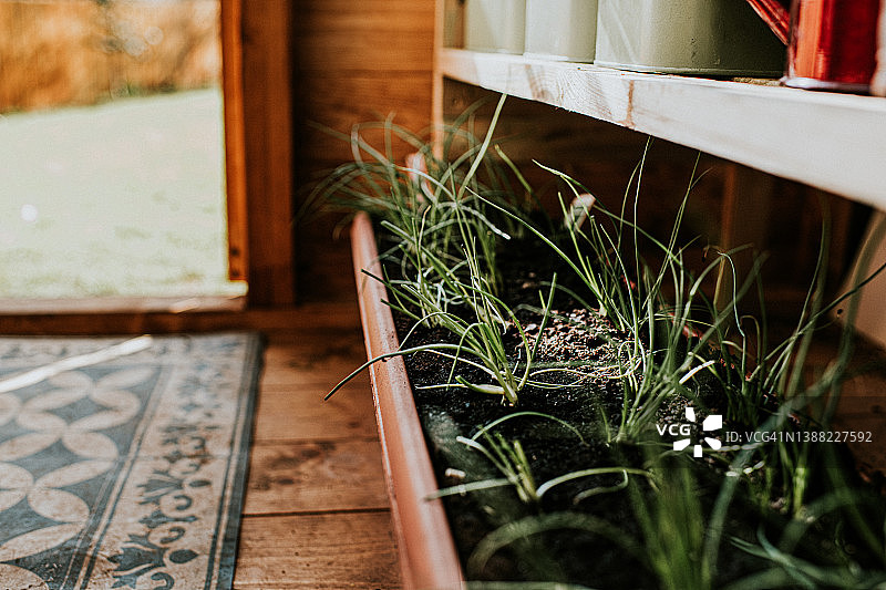 时尚温室中种植的葱图片素材