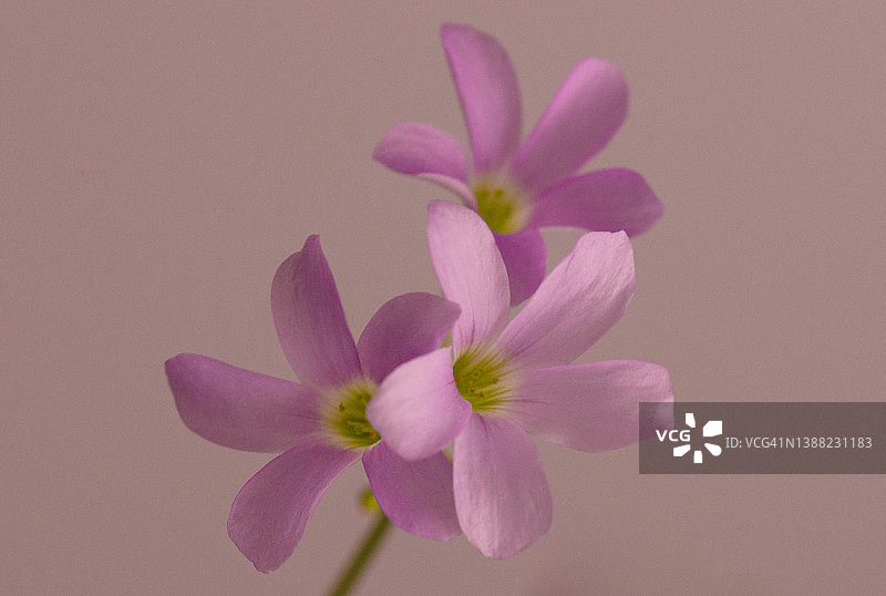 淡粉色三叶草花图片素材