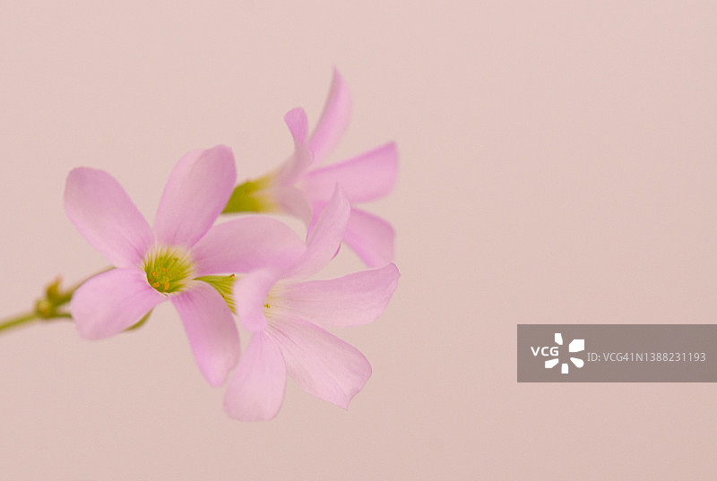 淡粉色三叶草花图片素材