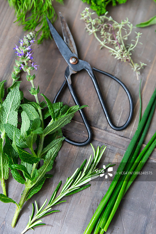 大量新鲜绿色烹饪用草本植物图片素材