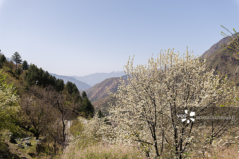 莱索托的繁花图片素材