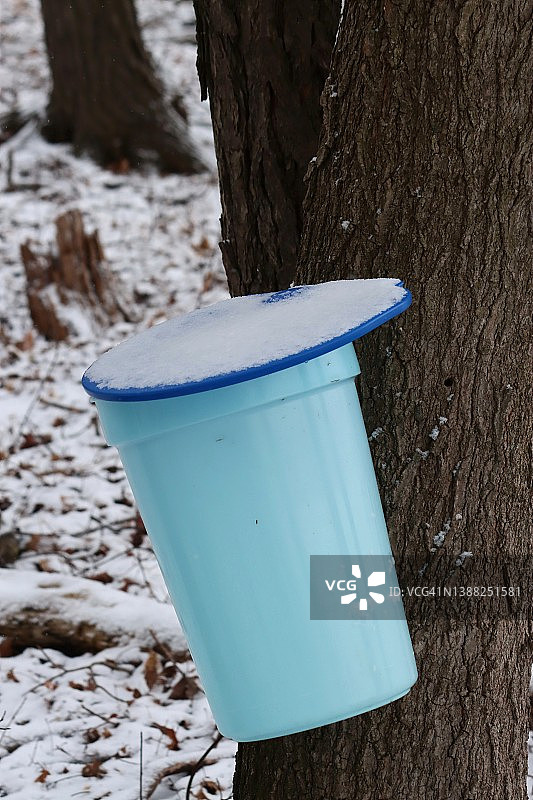 枫树汁液收集桶图片素材