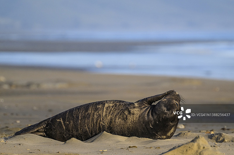 北象海豹图片素材