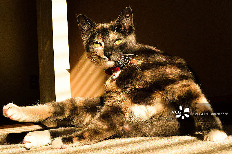 花猫模特姿势图片素材