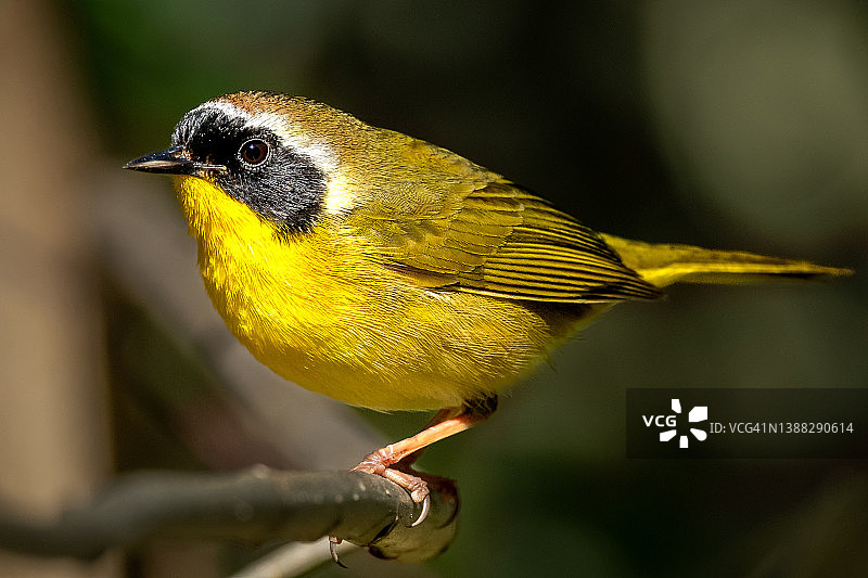 黑黄色的普通黄喉地莺图片素材