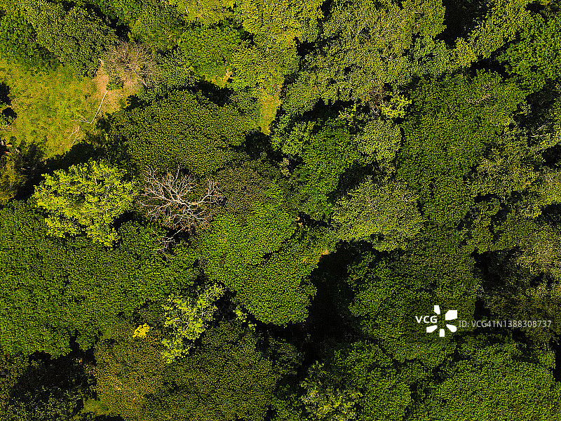 肥沃森林中的大型绿树（航拍视角）图片素材