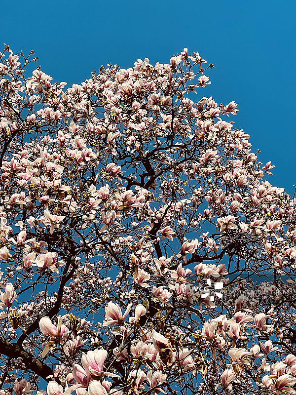 欧洲袖蝶图片素材