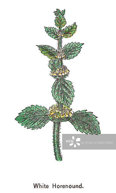 旧彩色石版画欧夏至草图片素材