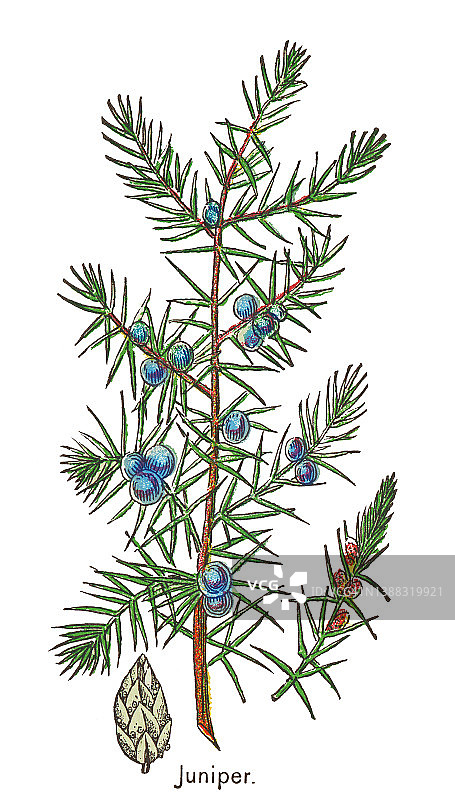 植物学旧式彩色石印插图 - 普通杜松图片素材