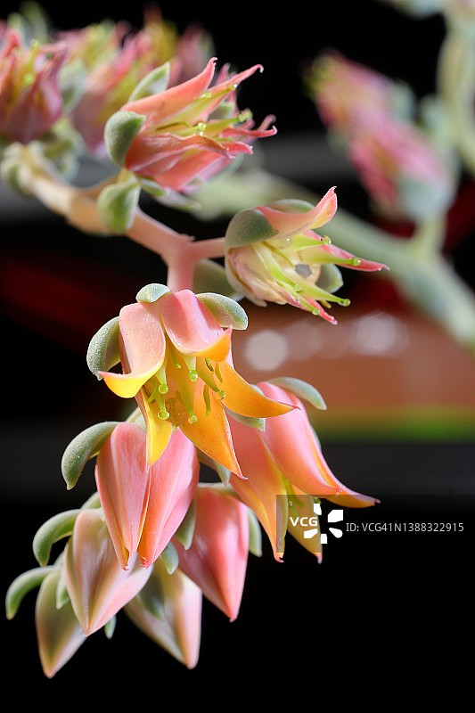 盛开的石莲花图片素材