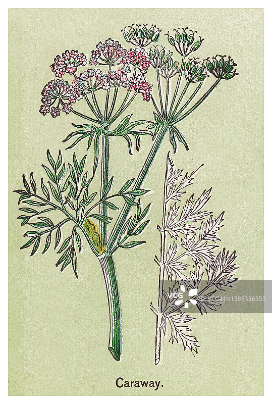 植物彩色石印插图：香菜籽图片素材