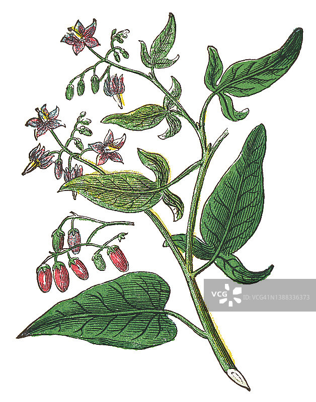 复古彩石版画：金钱豹图片素材