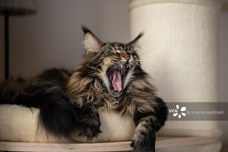 缅因库恩猫图片素材